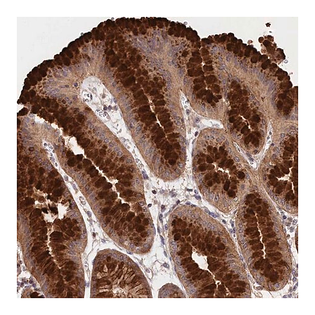 Merck Anti-NEURL4 antibody produced in rabbit