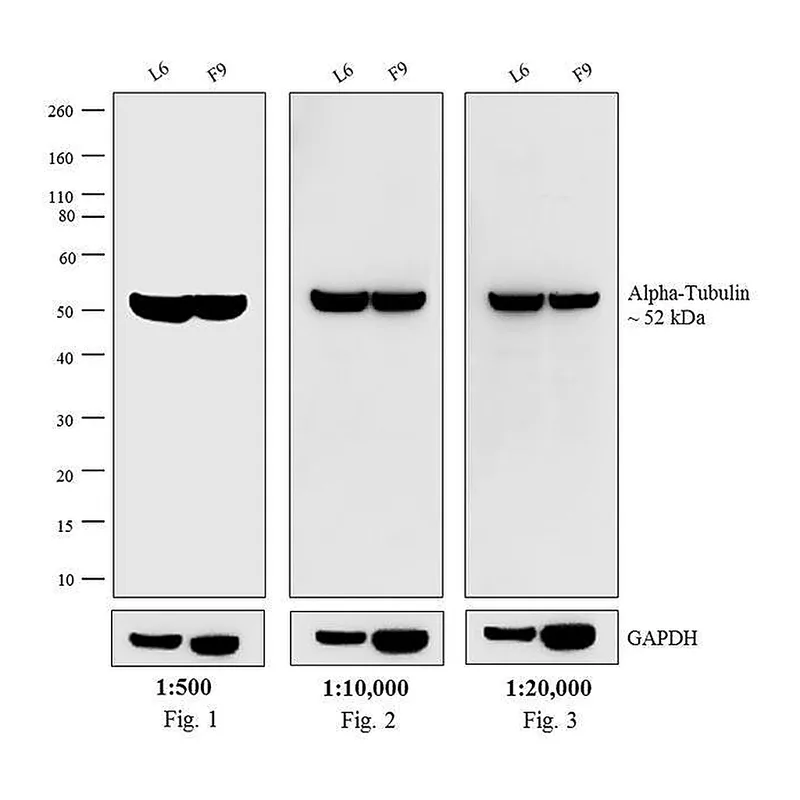 Thermo Fisher Scientific F(ab`)2-Goat anti-Rat IgG (H+L) Cross-Adsorbed Secondary Antibody, Biotin