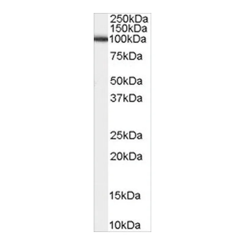 Merck Anti-ADAM17/TACE antibody produced in goat