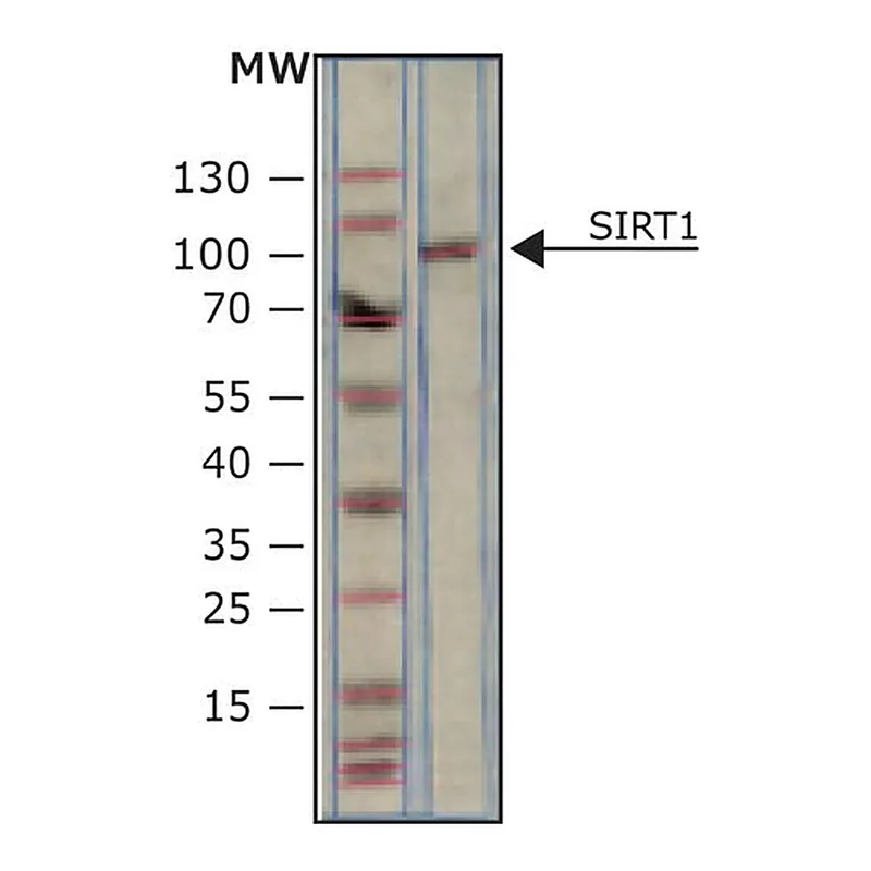 Merck SIRT1 human