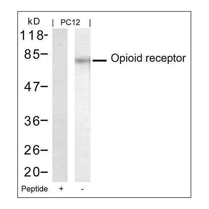 Merck Anti-OPRM1 (Ab-375) antibody produced in rabbit