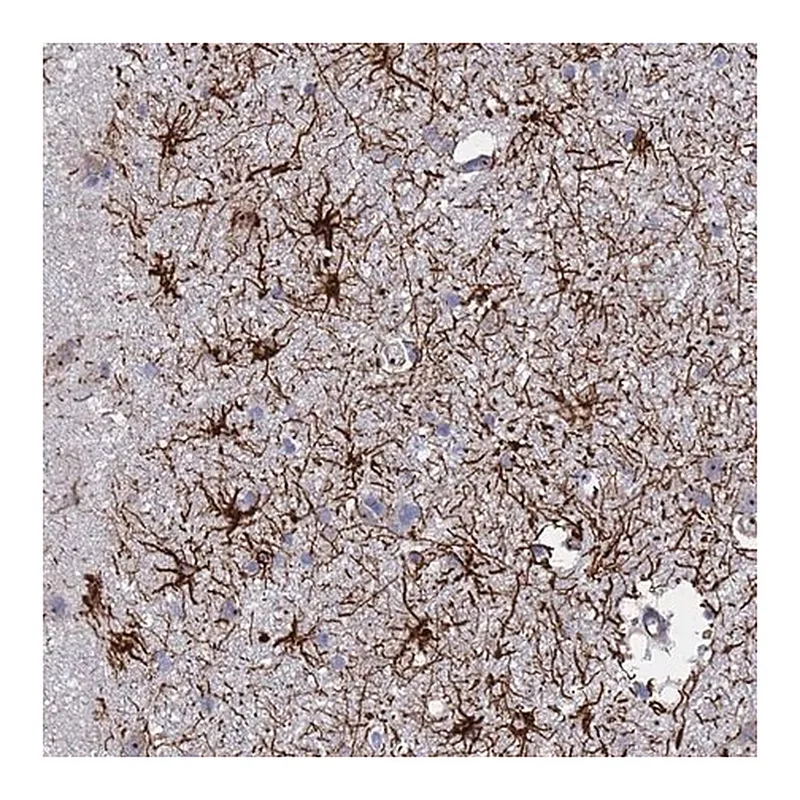 Merck Anti-SYT13 antibody produced in rabbit