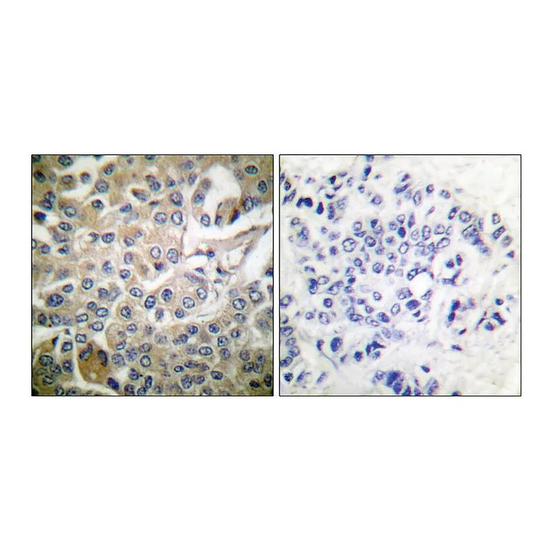 Merck Anti-RAC1 antibody produced in rabbit
