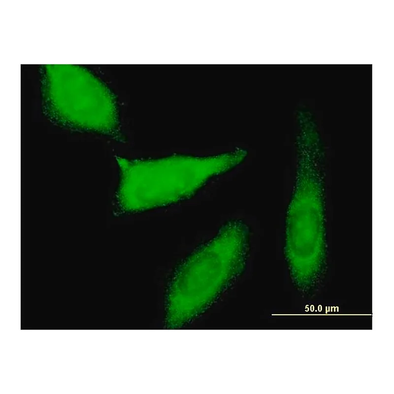 Merck Anti-PEG10 antibody produced in mouse