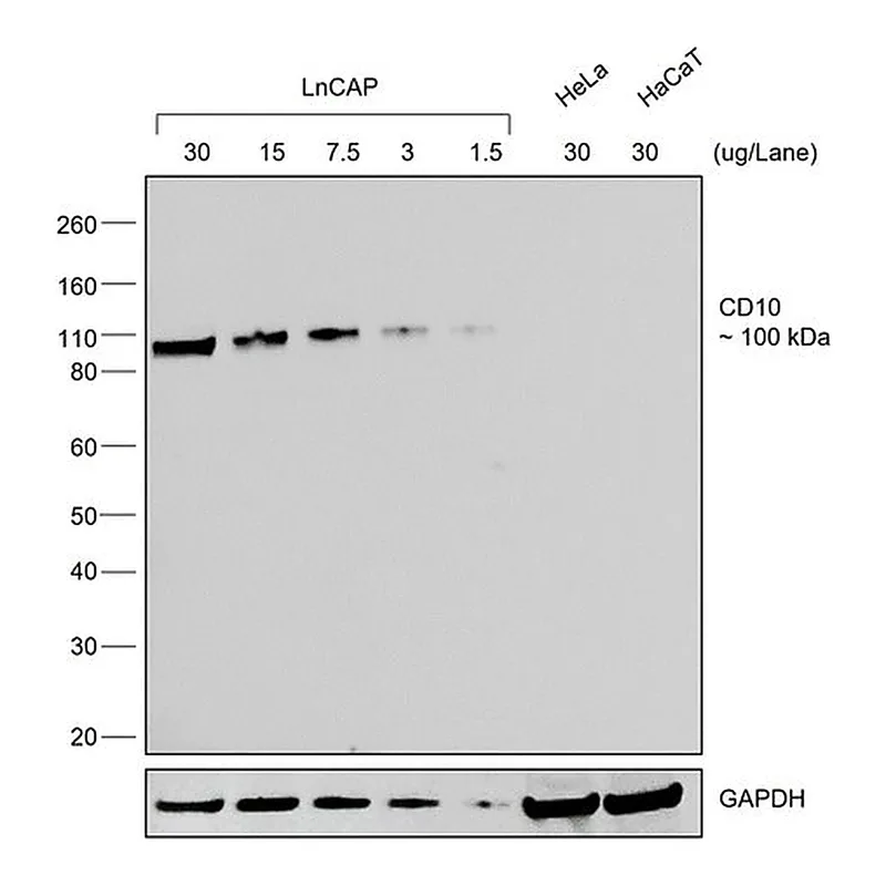 Thermo Fisher Scientific Donkey anti-Goat IgG (H+L) Secondary Antibody, HRP
