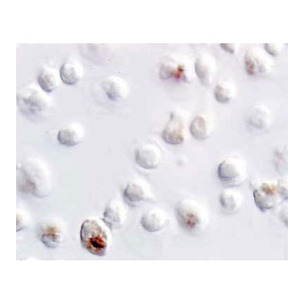 BD Purified Rat Anti-Mouse IL-4