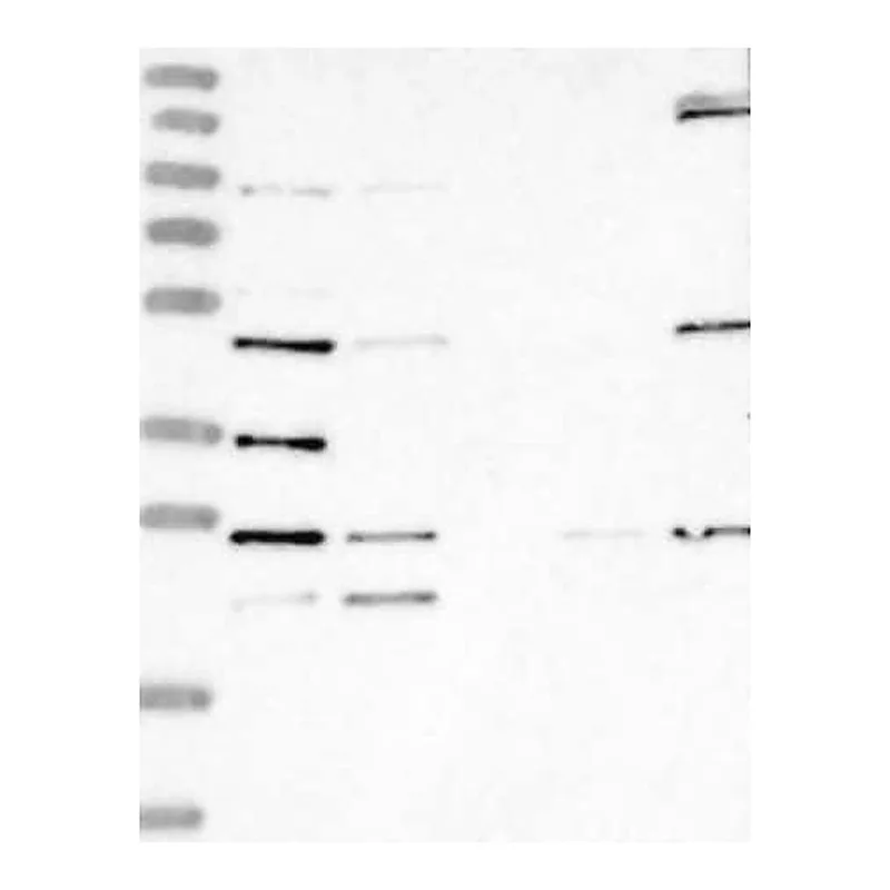 Merck Anti-LYAR antibody produced in rabbit