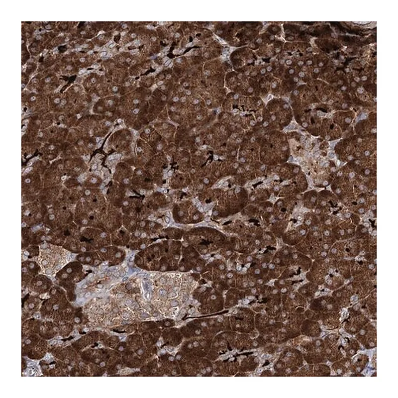 Merck Anti-ALG9 antibody produced in rabbit