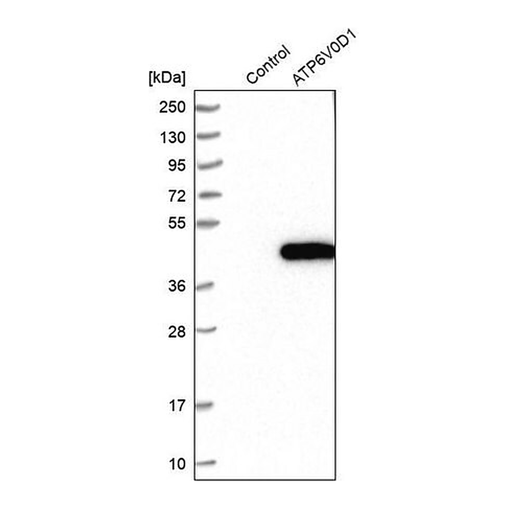 Merck Anti-ATP6V0D1 antibody produced in rabbit