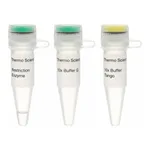 Thermo Fisher Scientific Eco31I (BsaI) (10 U/μL), 1,000 units