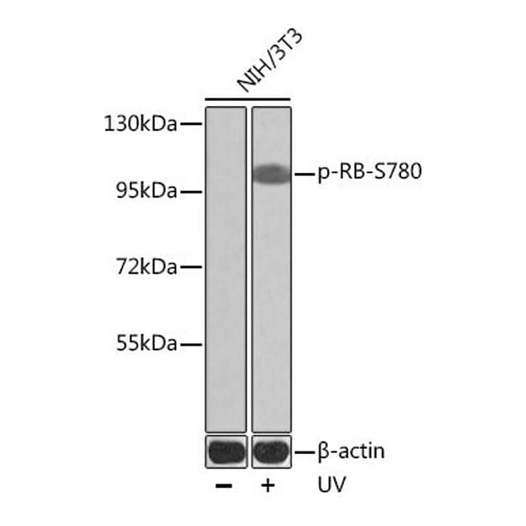 Merck Anti-Phospho-RB-S780 antibody produced in rabbit