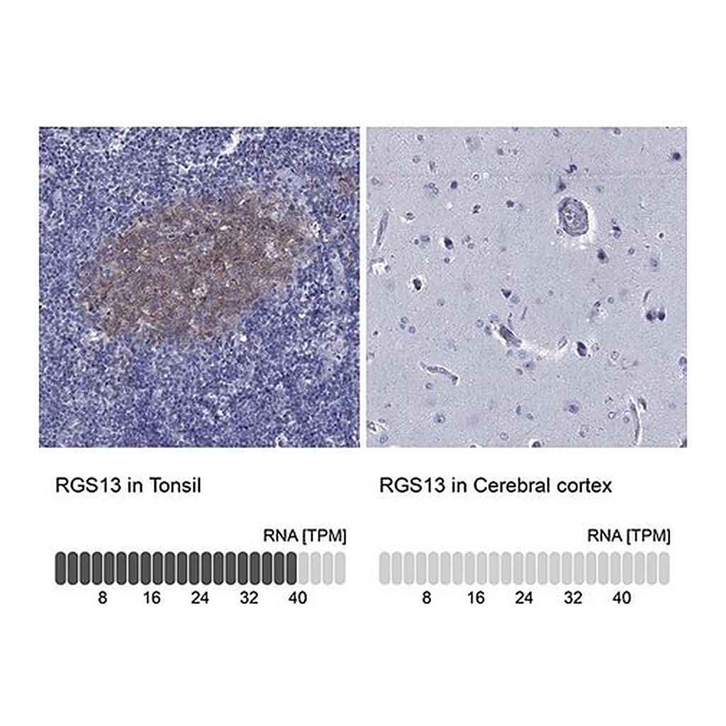 Merck Anti-RGS13 antibody produced in rabbit