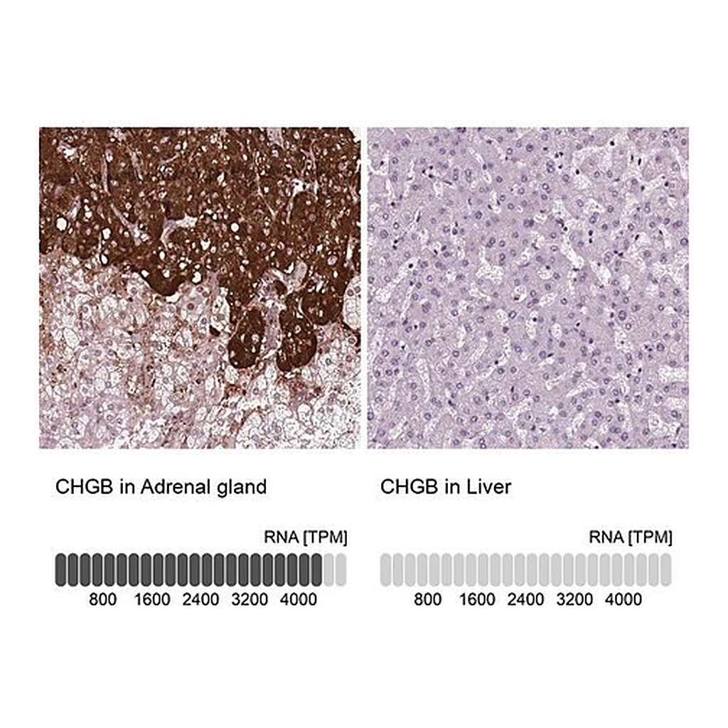 Merck Anti-CHGB antibody produced in rabbit