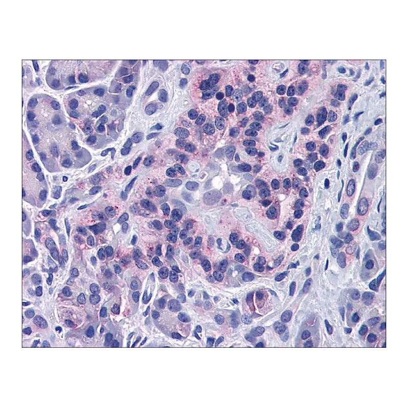 Merck Anti-SIRT4 antibody produced in rabbit
