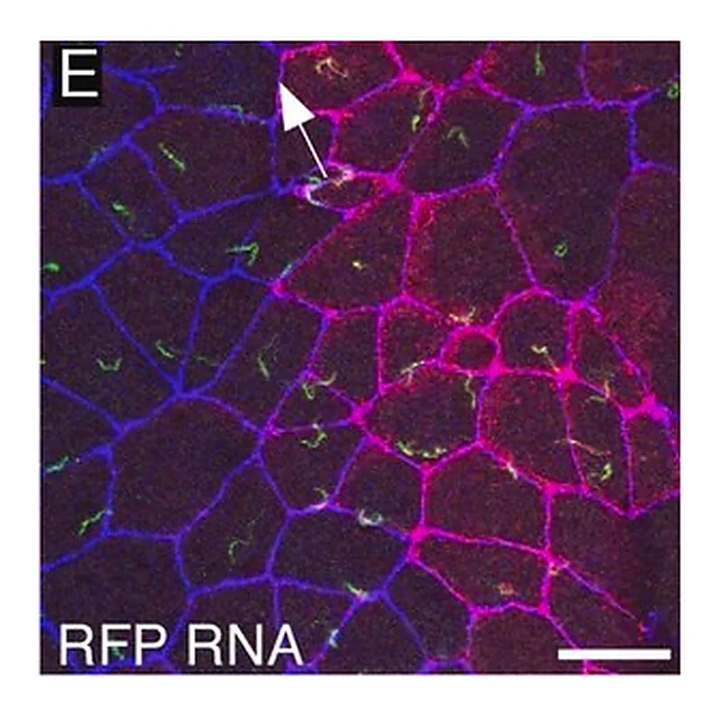 Merck MONOCLONAL ANTI-ACETYLATED-TUBULIN, &