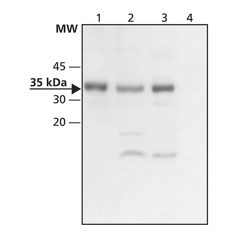 Merck Anti-CHIP (C-terminal) antibody produced in rabbit