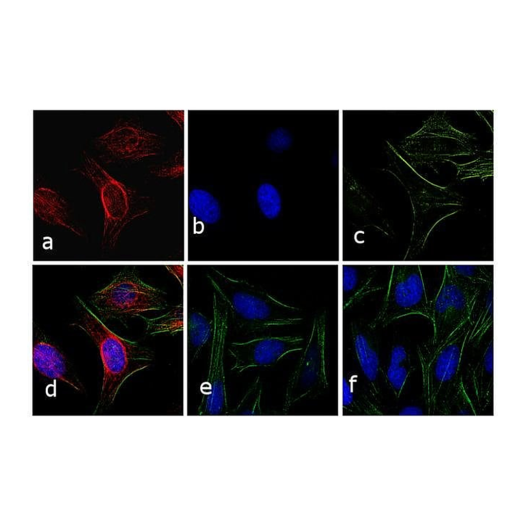 Thermo Fisher Scientific Goat anti-Rabbit IgG (H+L) Cross-Adsorbed Secondary Antibody, APC