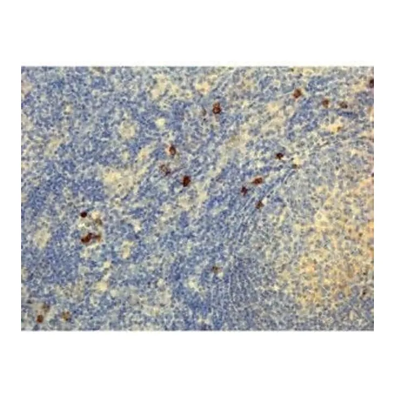 Thermo Fisher Scientific Rabbit anti-Human IgG4 Recombinant Secondary Antibody