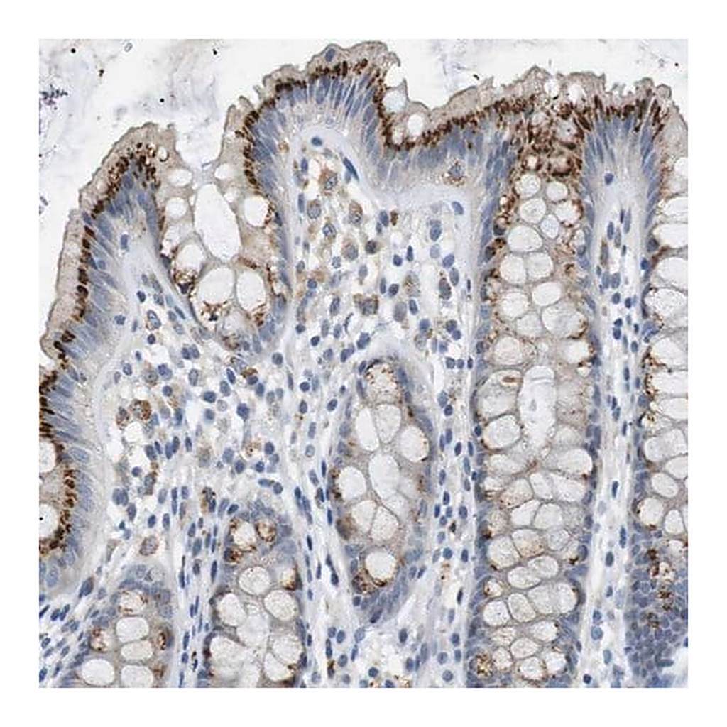 Merck Anti-B4GALNT2 antibody produced in rabbit
