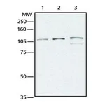 Merck ANTI-OGlCNAC TRANSFERASE (OGT) (DM-17) &