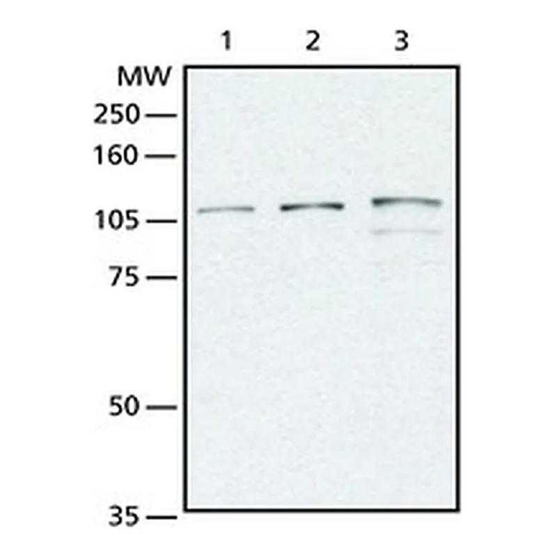 Merck ANTI-OGlCNAC TRANSFERASE (OGT) (DM-17) &