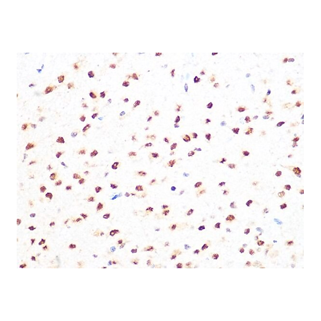 Merck Anti-PRMT1 antibody produced in rabbit