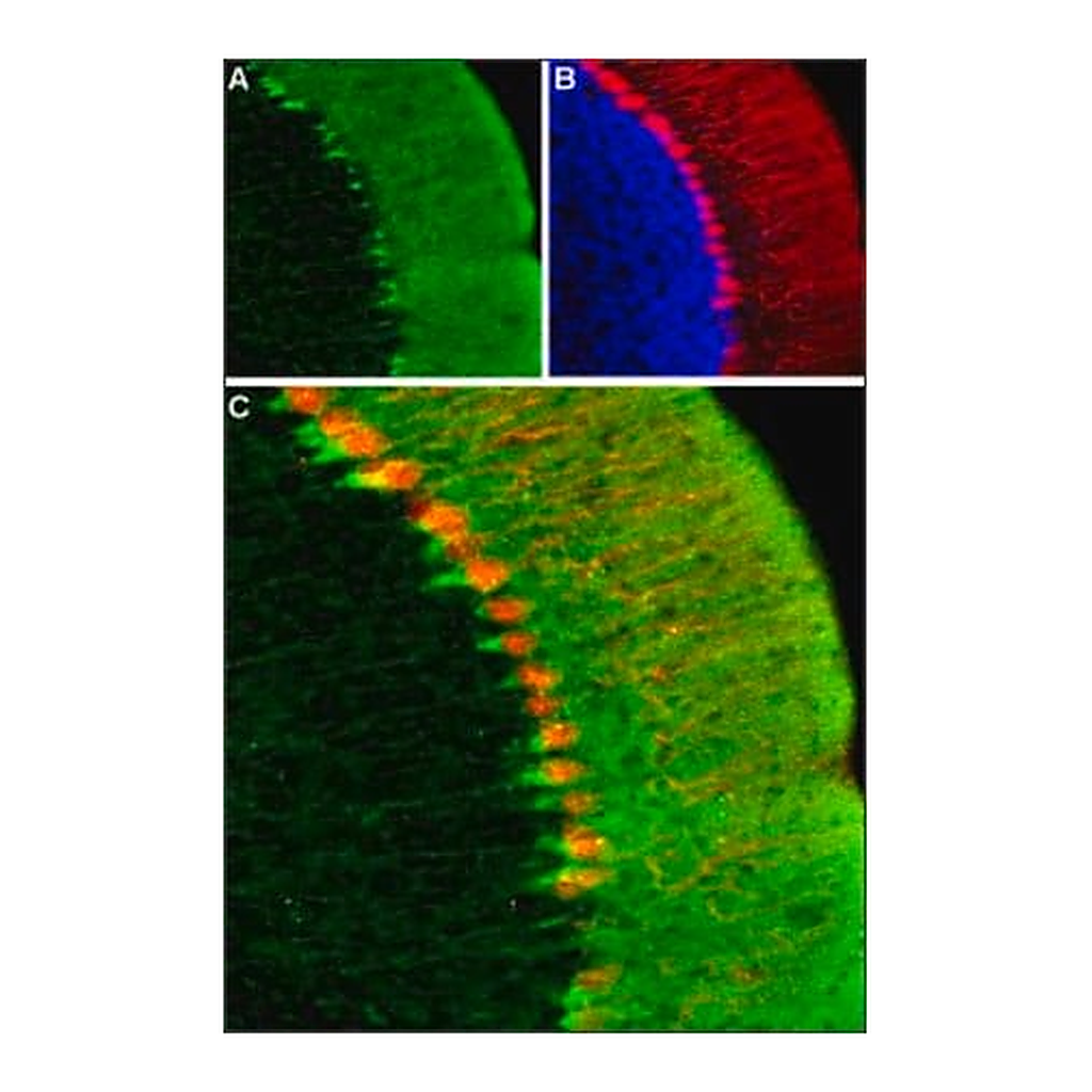Merck Anti-HCN1 antibody produced in rabbit