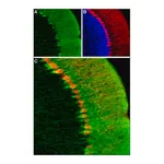 Merck Anti-HCN1 antibody produced in rabbit