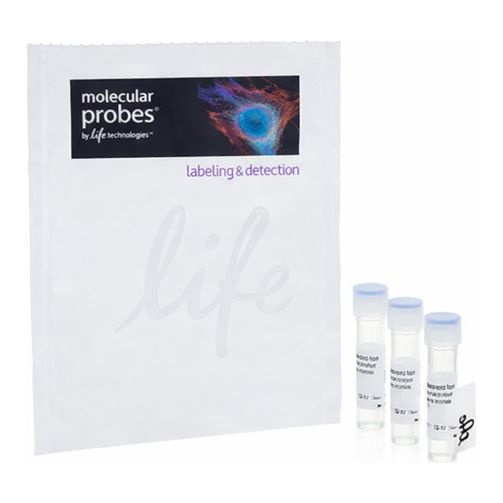Thermo Fisher Scientific BrainStain Imaging Kit