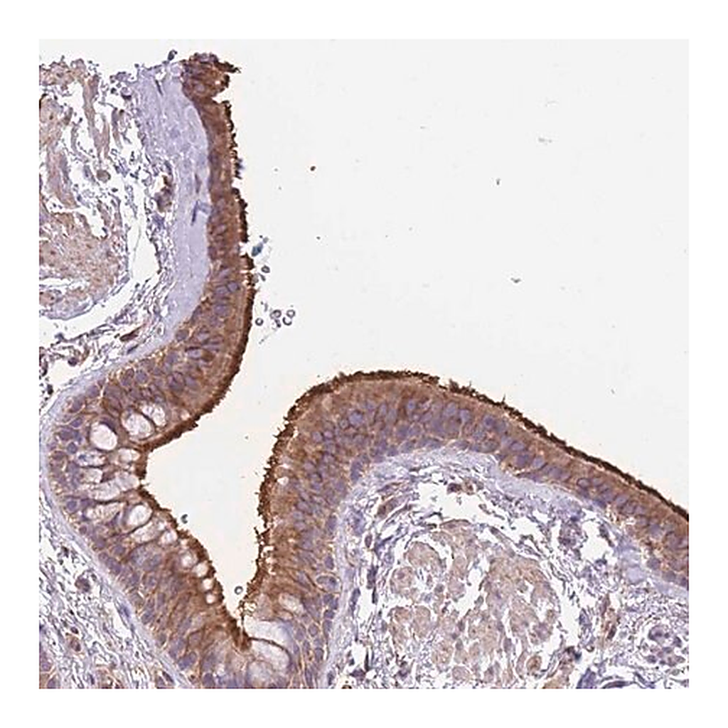 Merck Anti-RHOU antibody produced in rabbit