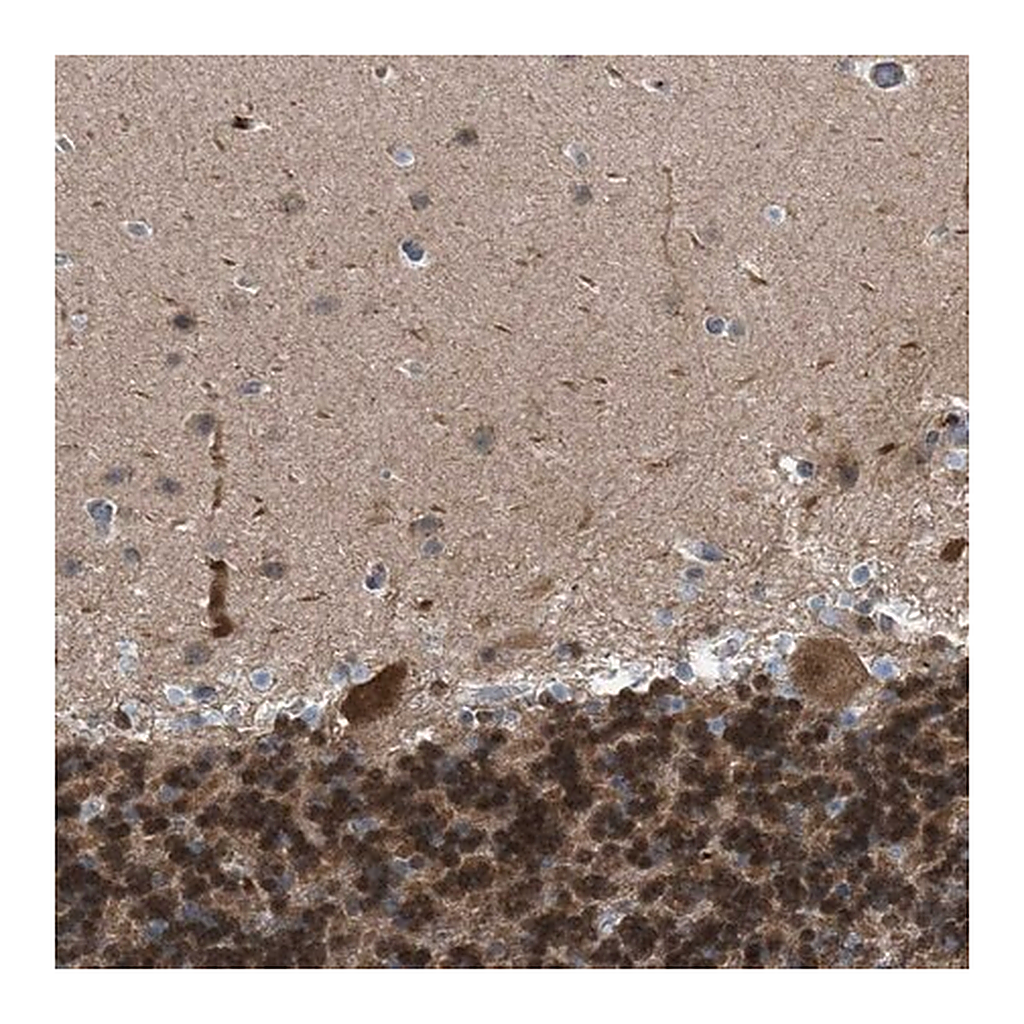 Merck Anti-CRTC1 antibody produced in rabbit