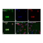 Thermo Fisher Scientific Goat anti-Human IgG F(ab`)2 Cross-Adsorbed Secondary Antibody