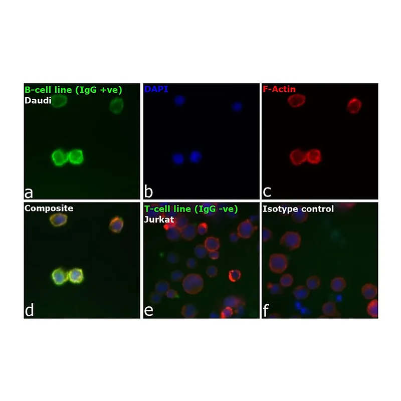 Thermo Fisher Scientific Goat anti-Human IgG F(ab`)2 Cross-Adsorbed Secondary Antibody