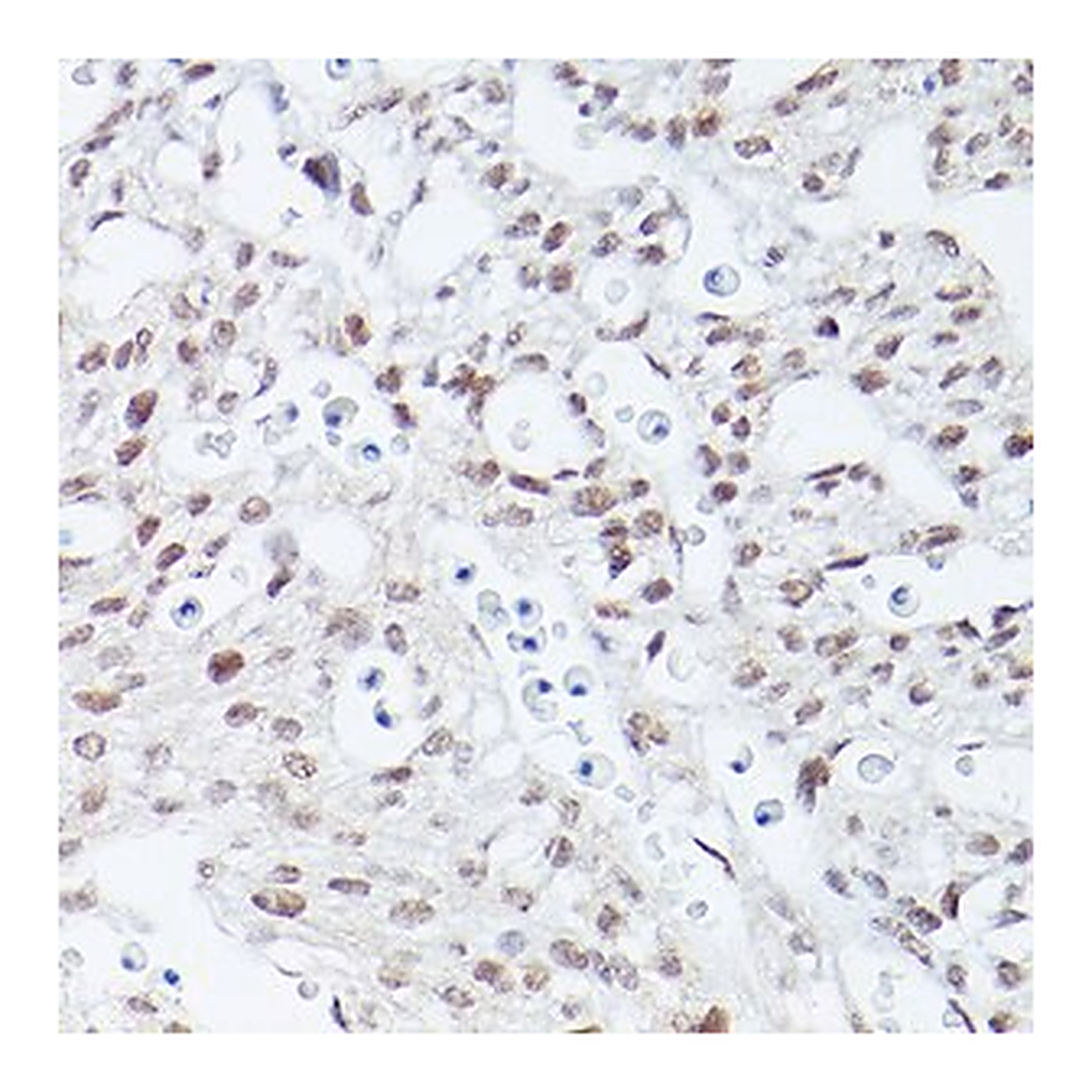 Merck Anti-Islet1 antibody produced in rabbit
