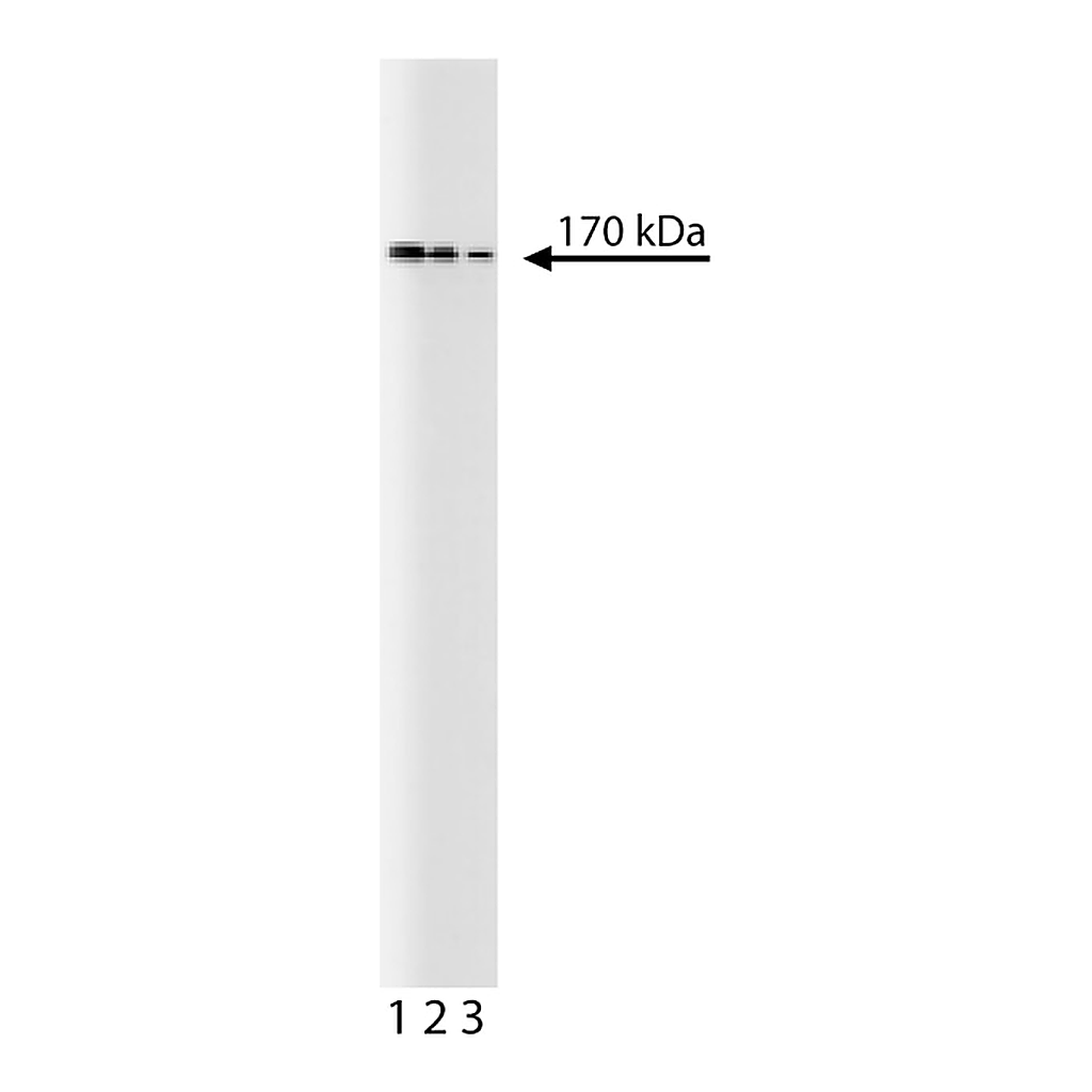 BD Purified Mouse Anti- Human Topo IIα