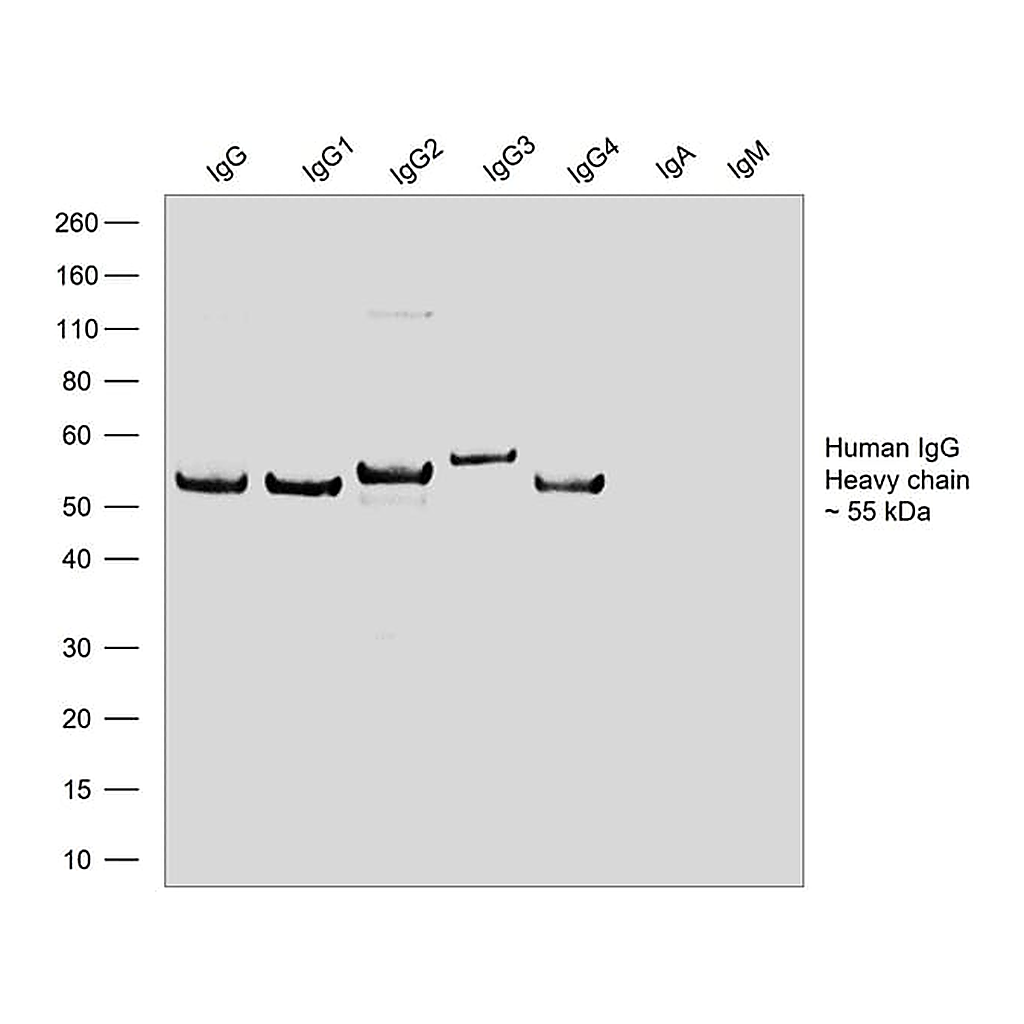 Thermo Fisher Scientific Goat anti-Human IgG Fc Recombinant Secondary Antibody, HRP