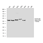 Thermo Fisher Scientific Goat anti-Human IgG Fc Recombinant Secondary Antibody, HRP