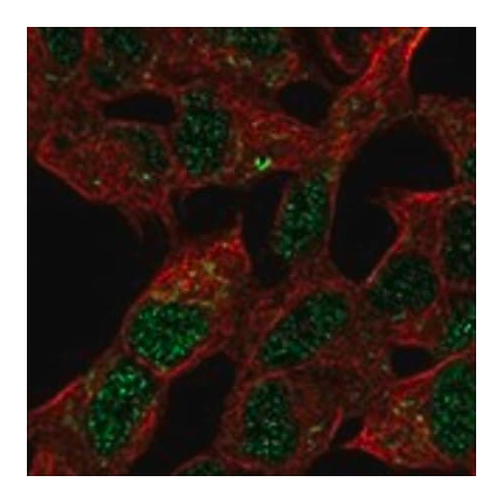 Merck Anti-MBLAC2 antibody produced in rabbit