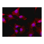 Merck Anti-GLUT4 (C-terminal) antibody produced in rabbit
