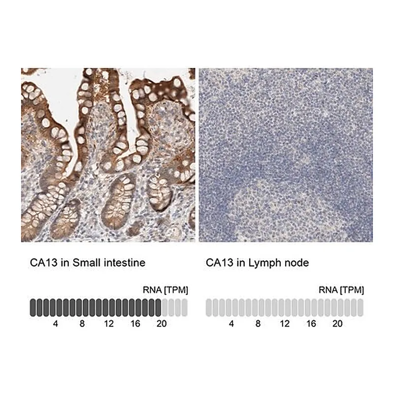 Merck Anti-CA13 antibody produced in rabbit