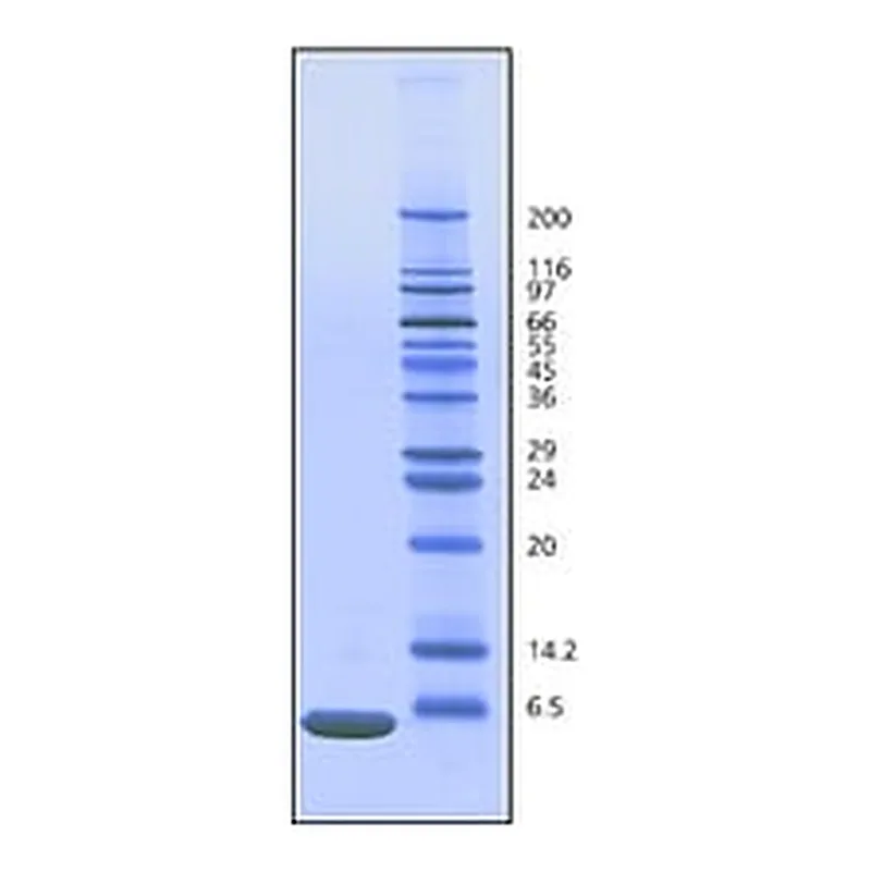 Merck UBIQUITIN FROM BOVINE ERYTHROCYTES