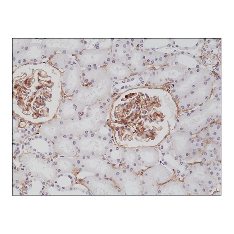 Merck Anti-CD140b (PDGF Receptor beta)antibody, Rabbit Monoclonal
