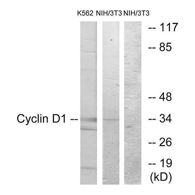 Merck Anti-CYCLIN D1 antibody produced in rabbit