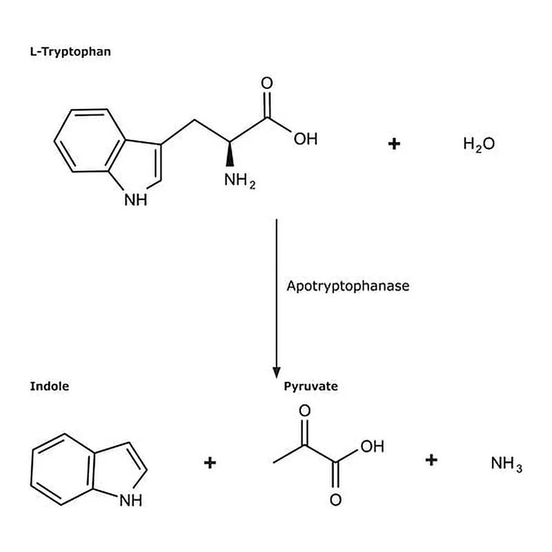 Merck Apotryptophanase from Escherichia coli