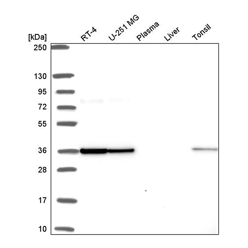 Atlas Antibodies Anti-FIP1L1 Antibody