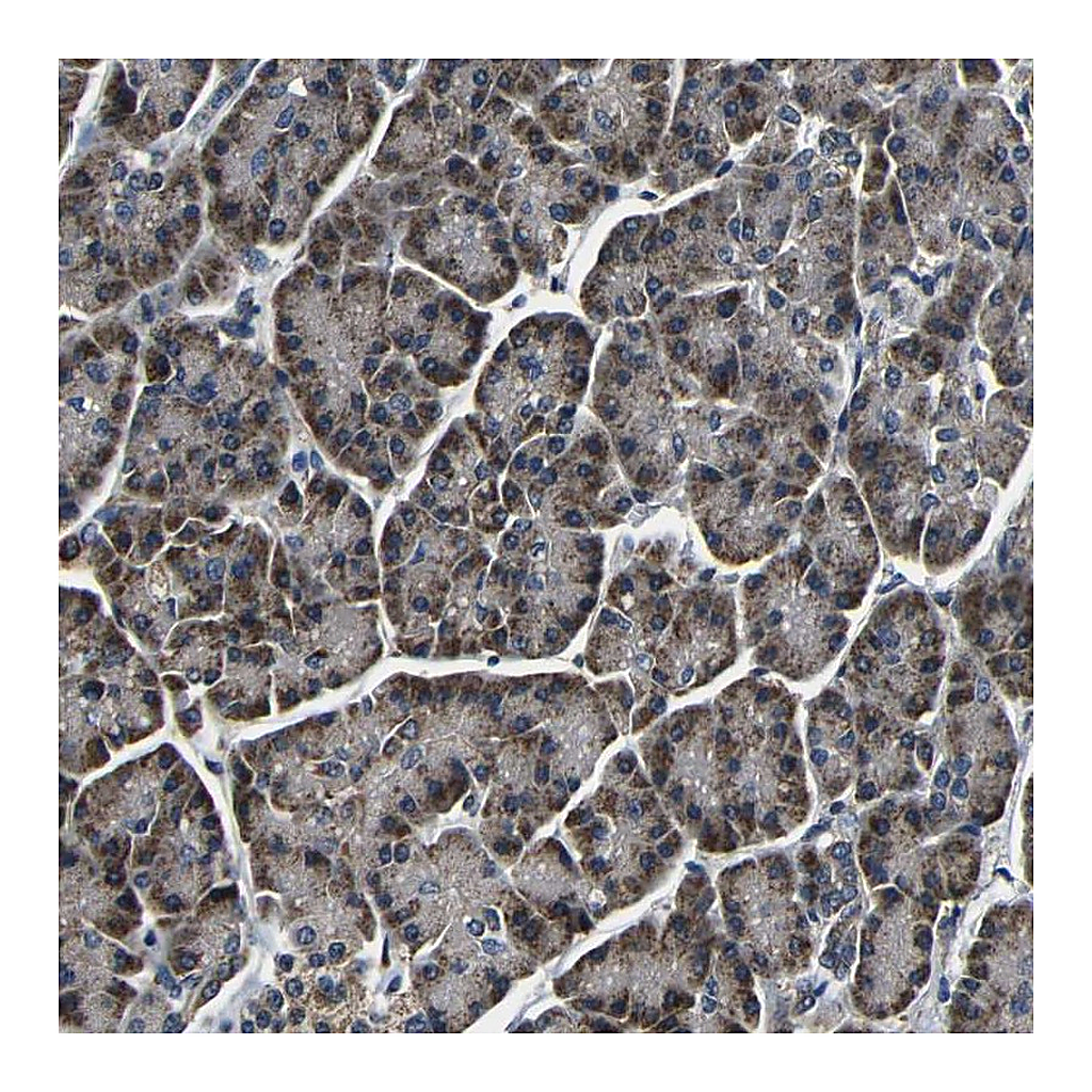 Atlas Antibodies Anti-FKBP14 Antibody