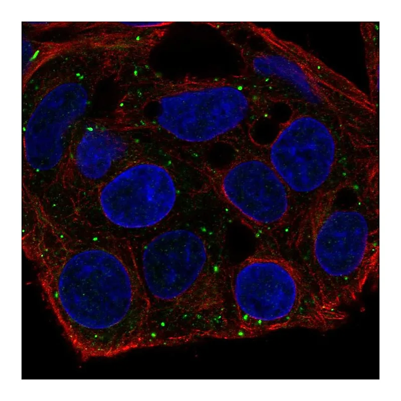 Atlas Antibodies Anti-FKBP1B Antibody