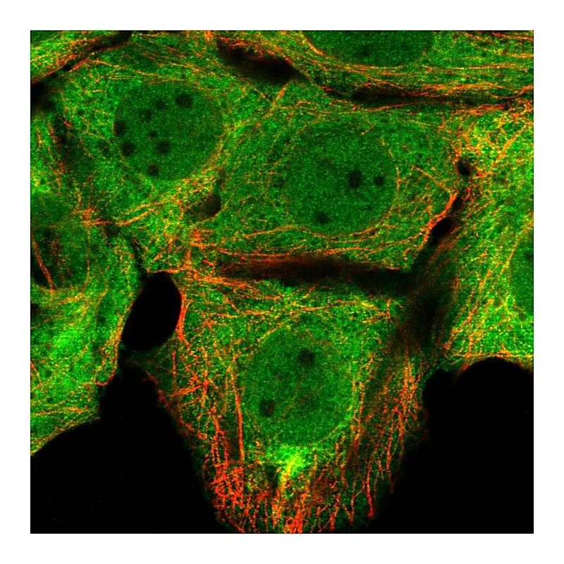 Atlas Antibodies Anti-FKBP4 Antibody