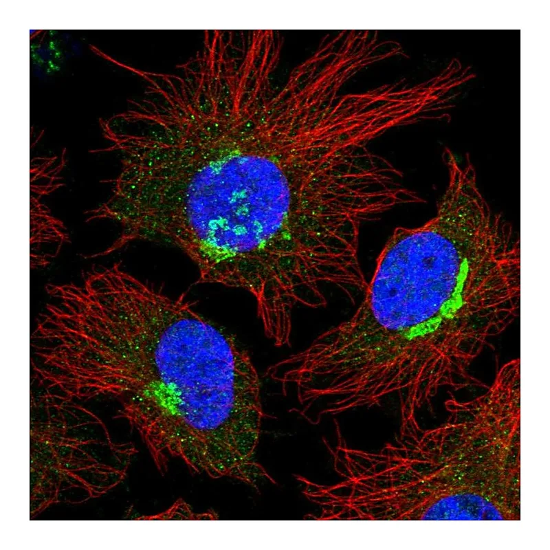 Atlas Antibodies Anti-FKBP9 Antibody