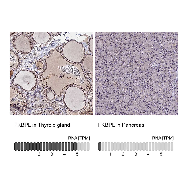 Atlas Antibodies Anti-FKBPL Antibody
